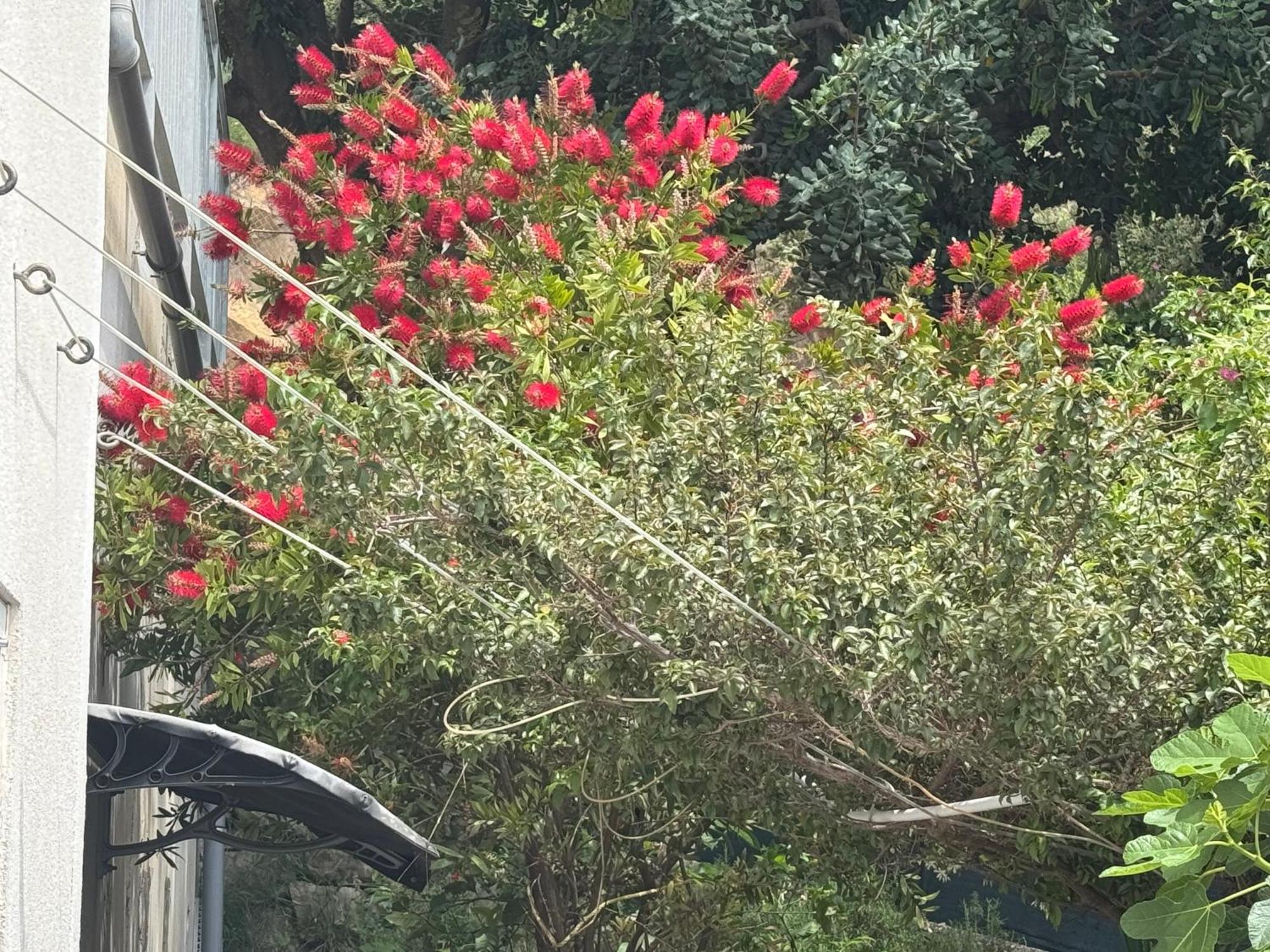 זיווגוסצה Vila Nimfa מראה חיצוני תמונה